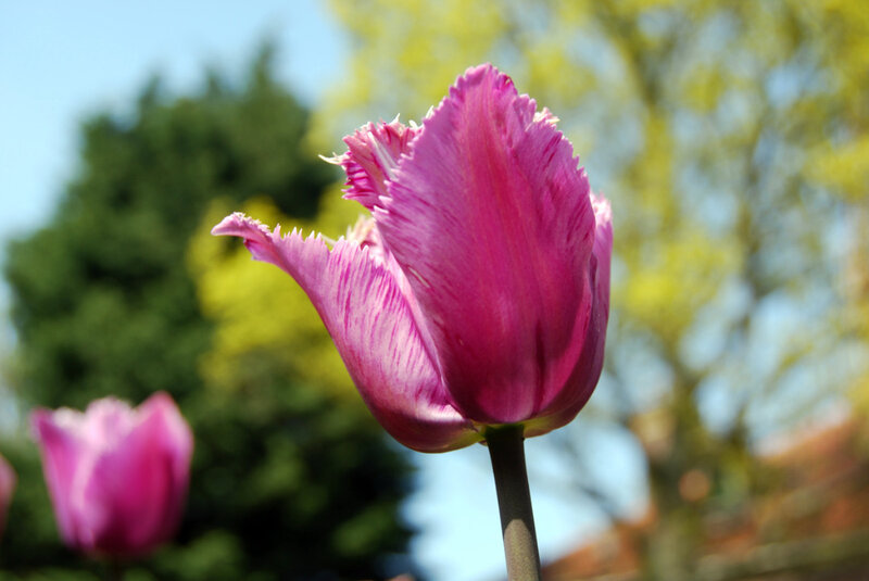 Pink Fringed Tulip — Serene, Spring, Photograph, Flower, Tree