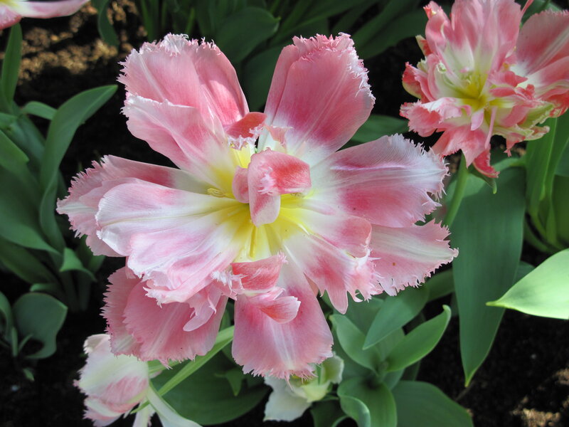 Pink Fringed Tulip — Serene, Spring, Photograph, Green Leaves