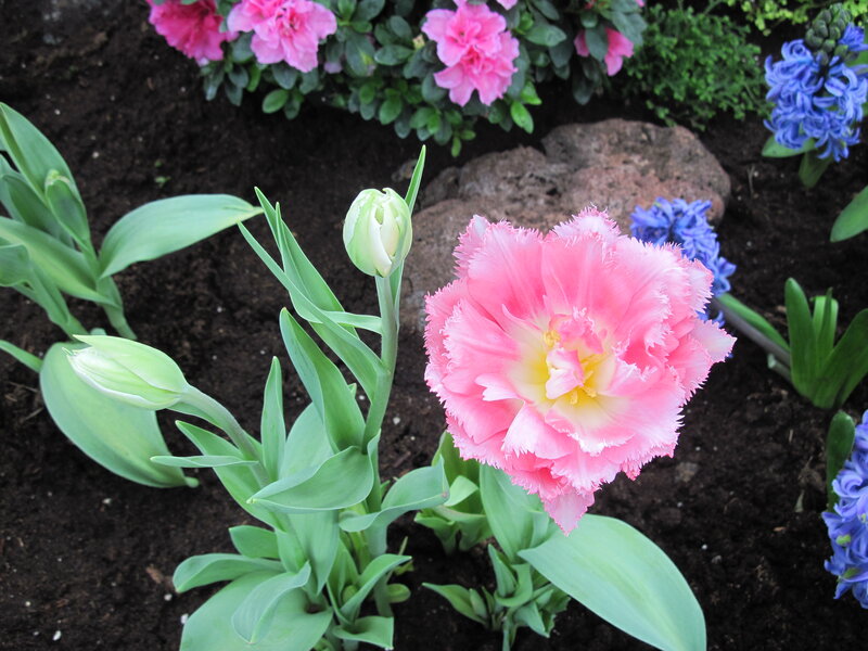 Pink Fringed Tulip — Serene, Spring, Photograph