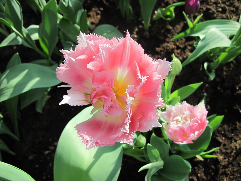 Pink Fringed Tulip — Serene, Spring