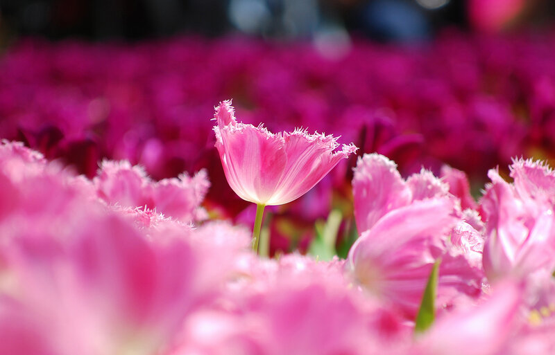 Pink Fringed Tulip — Serene