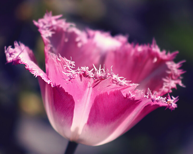 Pink Fringed Tulip