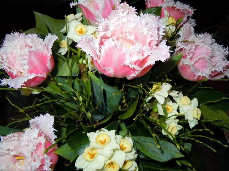 Pink fringed tulips and daffodils