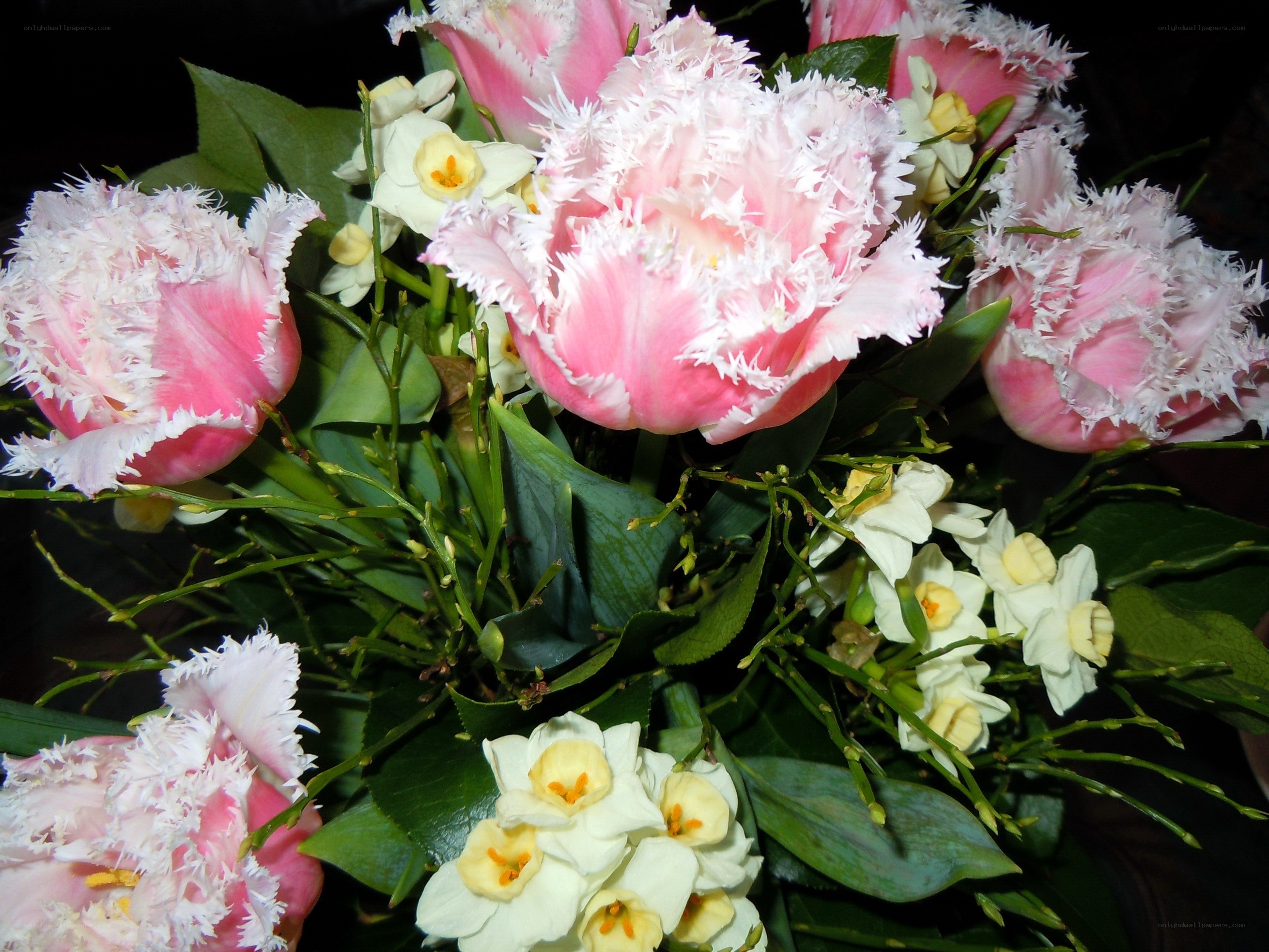 Pink fringed tulips and daffodils