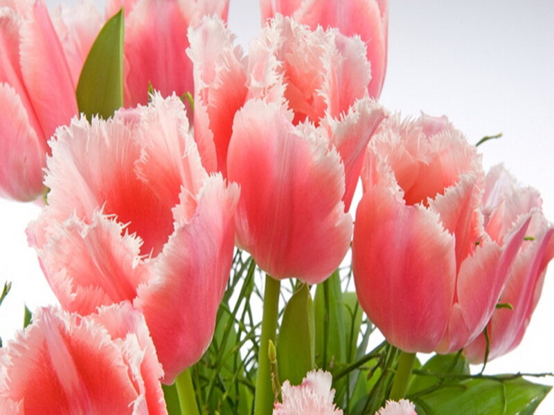 Pink Fringed Tulips — Calm, Spring, Photograph, Green Leaves, Stems