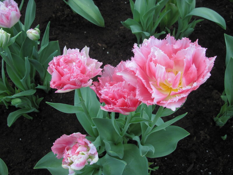 Pink Fringed Tulips — Calm, Spring, Photograph, Green Leaves