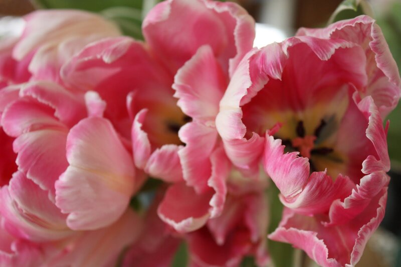 Pink Fringed Tulips — Calm, Spring, Photograph