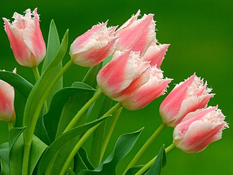 Pink Fringed Tulips — Calm, Spring