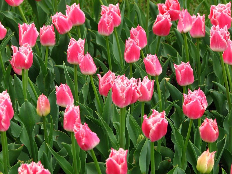 Pink Fringed Tulips — Calm