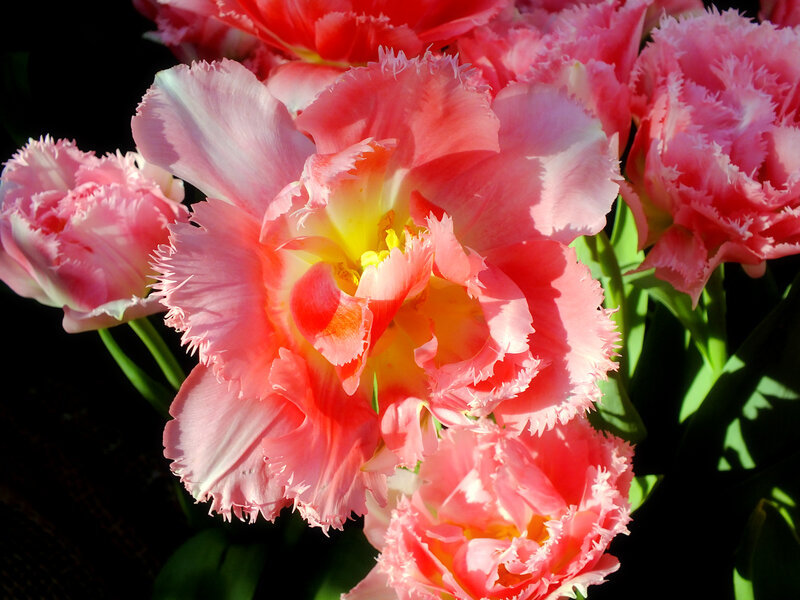 Pink Fringed Tulips — Dramatic