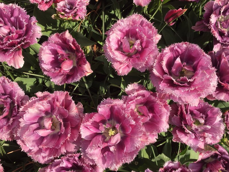 Pink fringed tulips in bloom