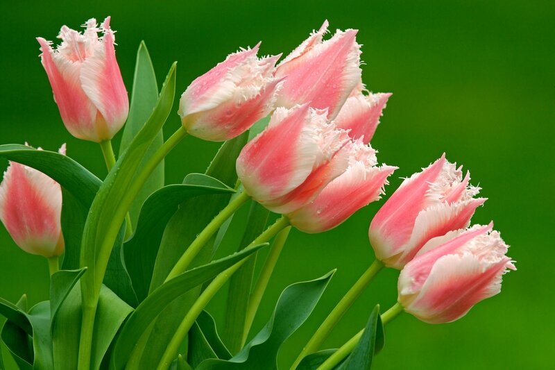 Pink fringed tulips in bloom