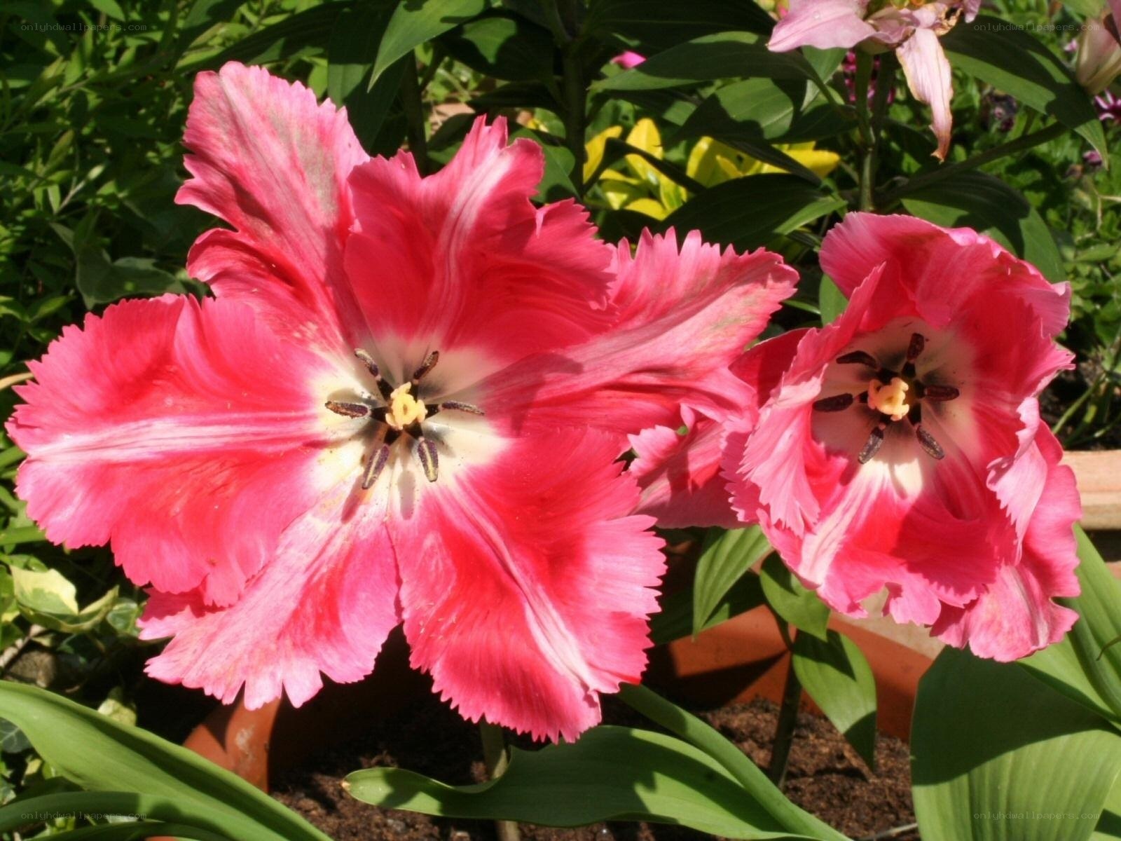 Pink fringed tulips in bloom
