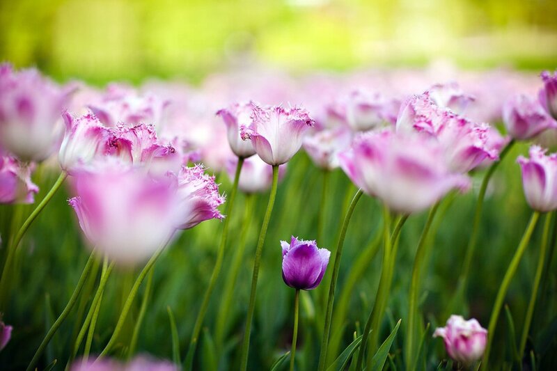 Pink Fringed Tulips — Purple