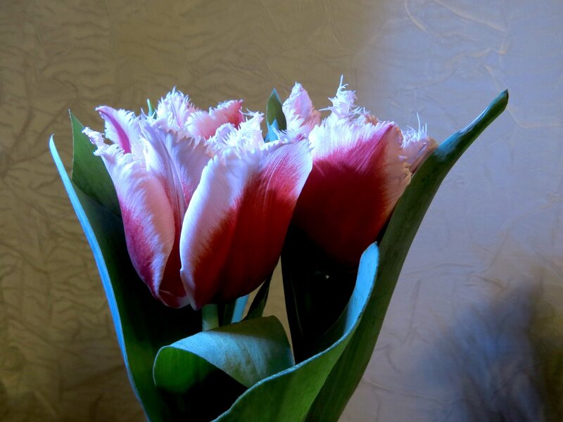 Pink Fringed Tulips — Red