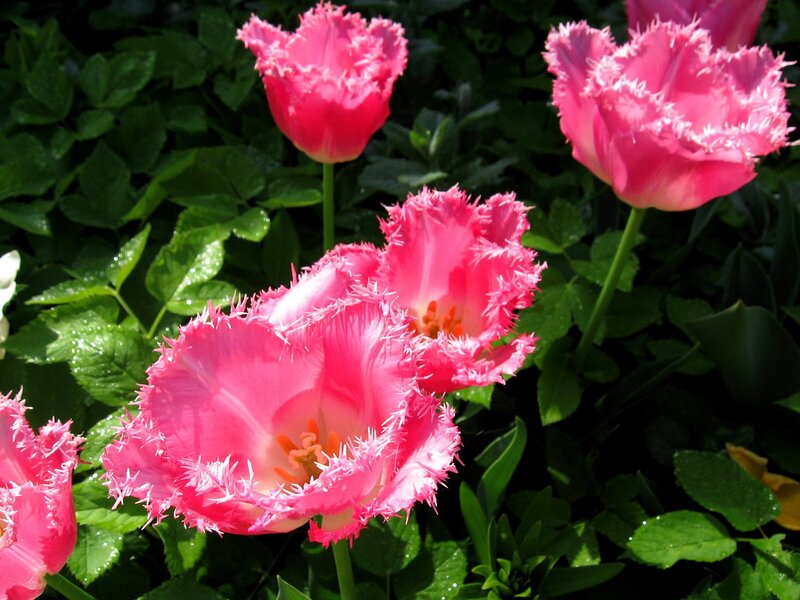 Pink Fringed Tulips — Serene, Afternoon, Photograph