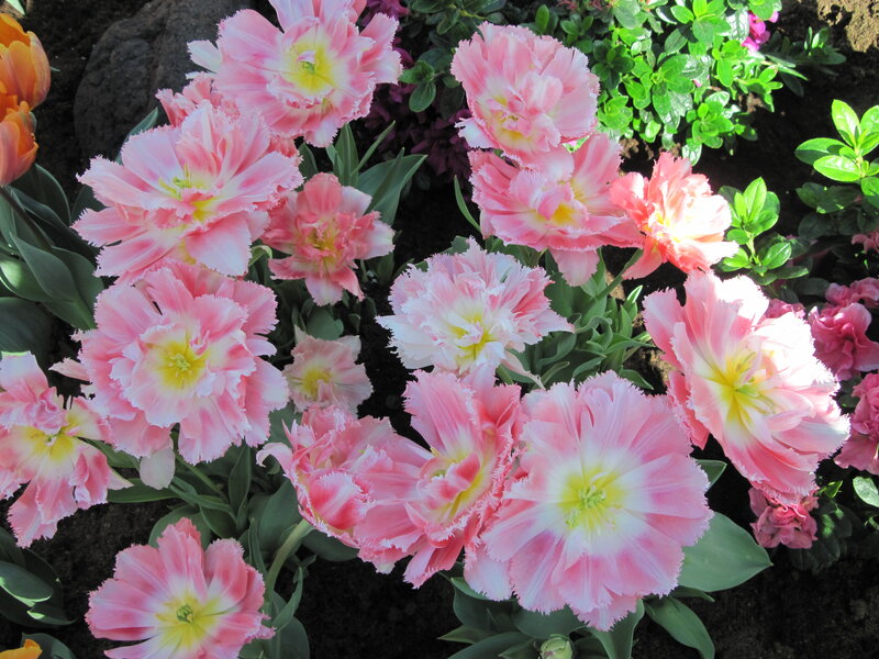 Pink Fringed Tulips — Serene, Afternoon