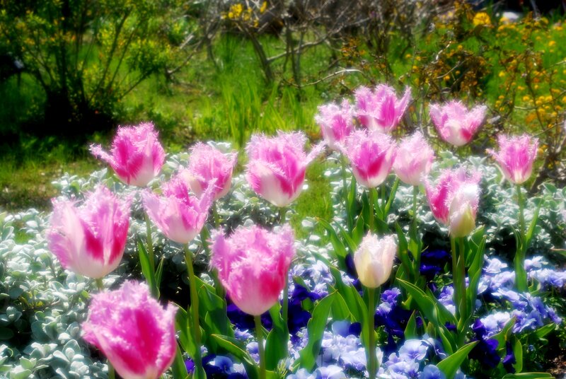 Pink Fringed Tulips — Serene, Spring, Photograph, Green Foliage