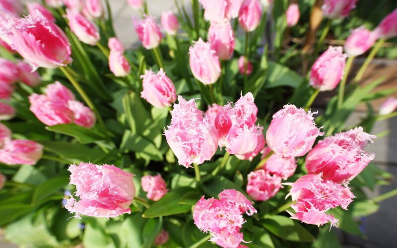 Pink Fringed Tulips — Serene, Spring, Photograph, Green Leaves, Sunlight