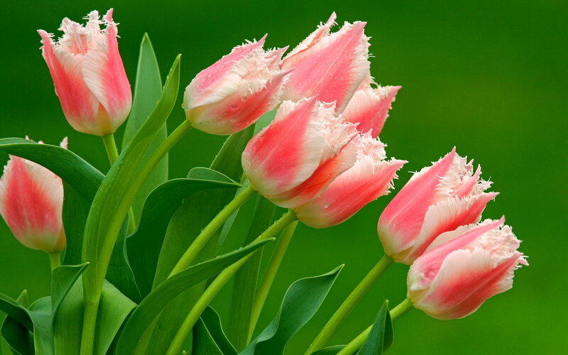 Pink Fringed Tulips — Serene, Spring, Photograph, Green Leaves