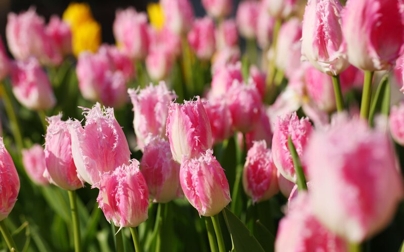 Pink Fringed Tulips — Serene, Spring, Photograph, Green Stems