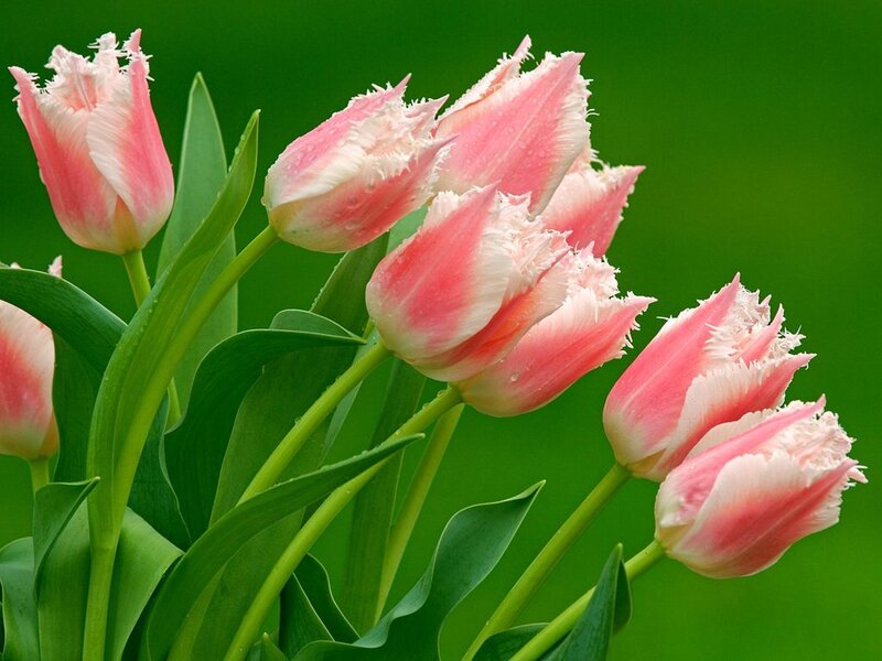 Pink Fringed Tulips — Serene, Spring, Photograph