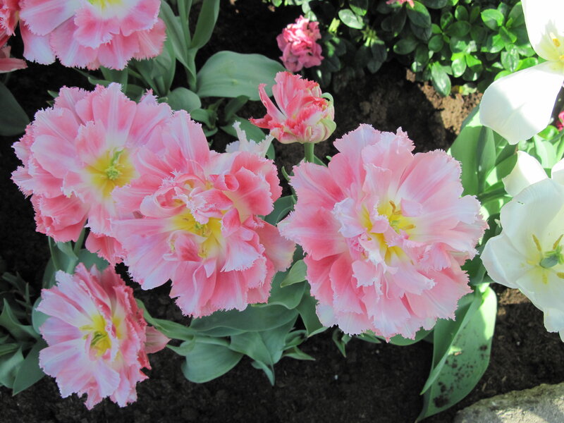 Pink Fringed Tulips — Serene, Spring, Photograph, White Tulips