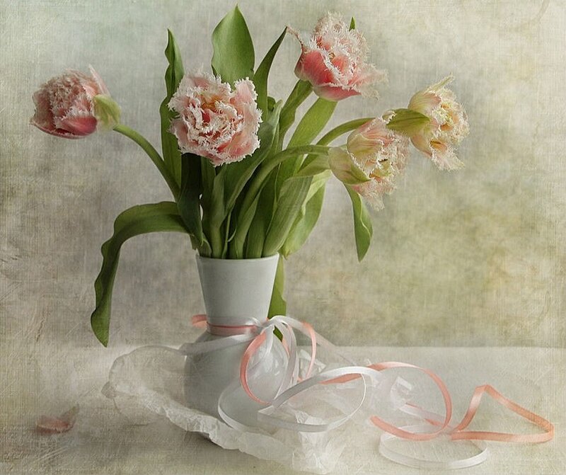 Pink Fringed Tulips — Serene