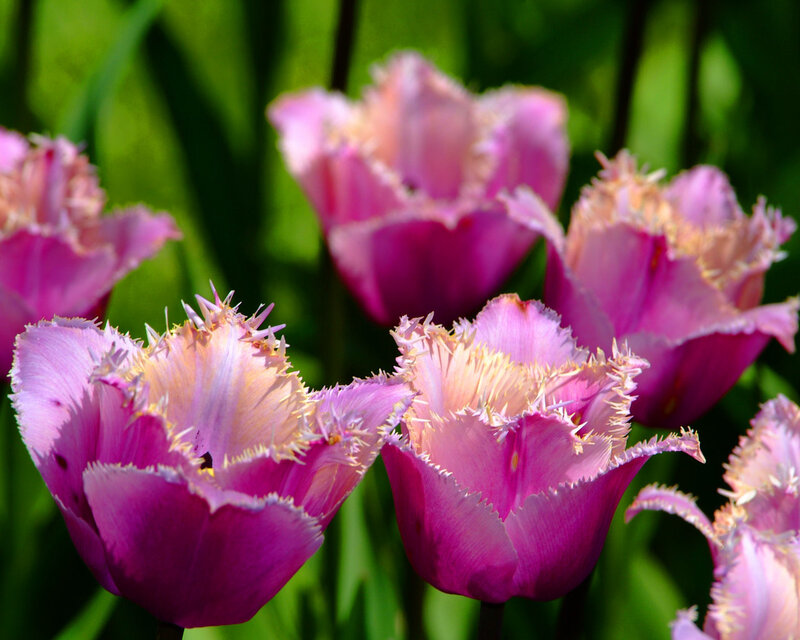 Pink Fringed Tulips