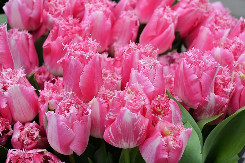 Pink Fringed Tulips — Vibrant