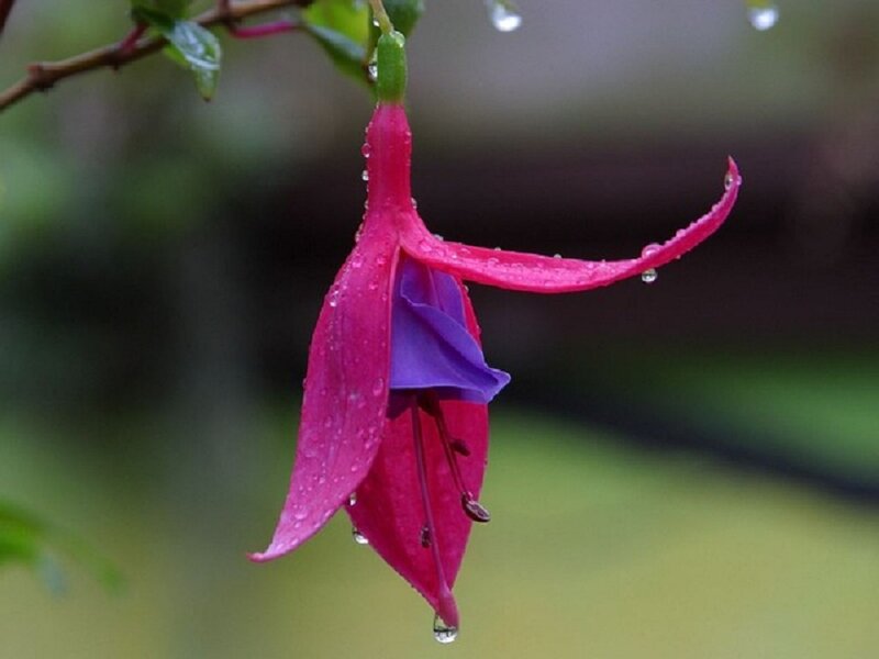 Pink Fuchsia Flower — Calm