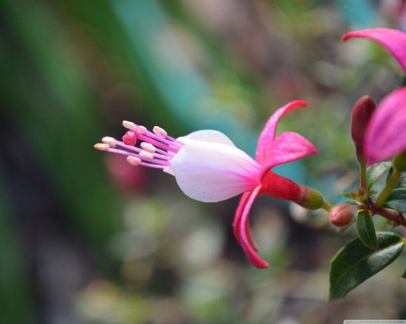 Pink fuchsia flower in bloom