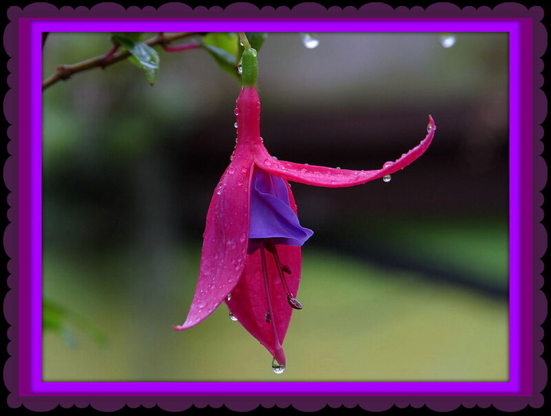 Pink Fuchsia Flower — Purple