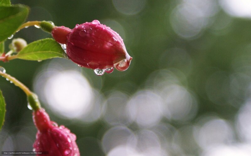Pink Fuchsia Flower — Red
