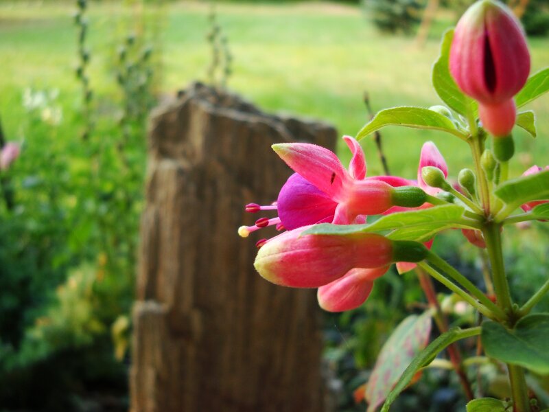 Pink Fuchsia Flower — Serene, Afternoon