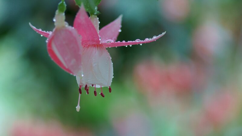 Pink Fuchsia Flower — Serene, Photograph
