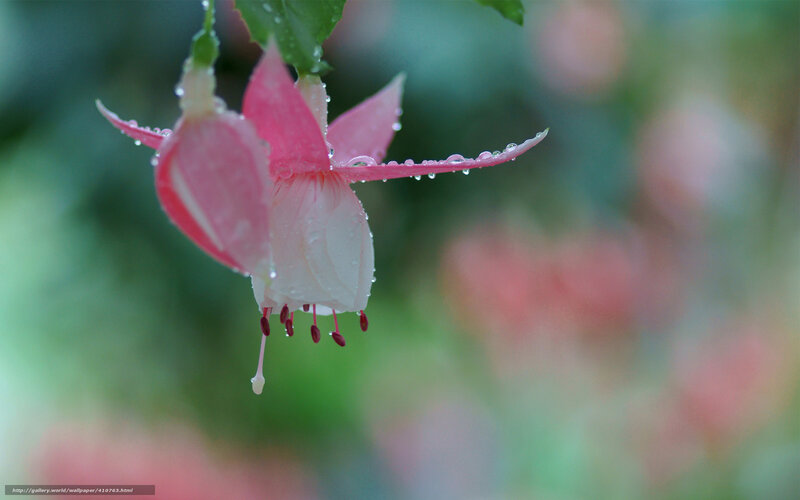 Pink Fuchsia Flower — Serene, Photograph, Water Droplets