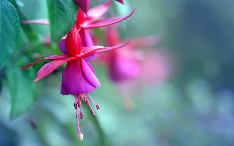 Pink Fuchsia Flower — Serene