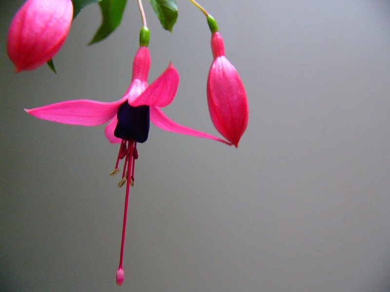 Pink Fuchsia Flower