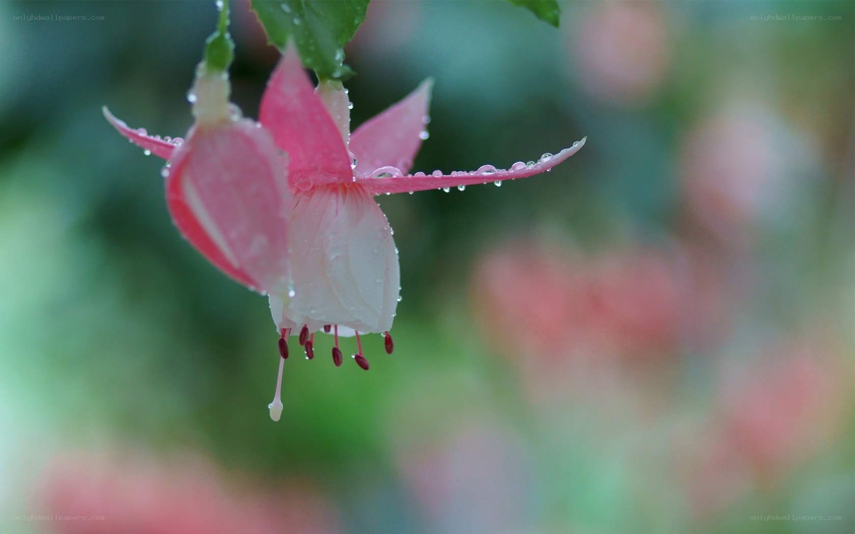 Pink fuchsia flower with dew