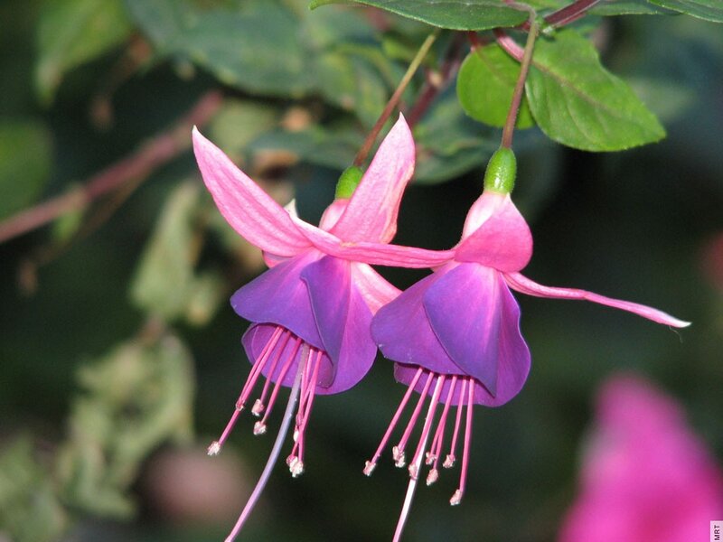 Pink fuchsia flowers
