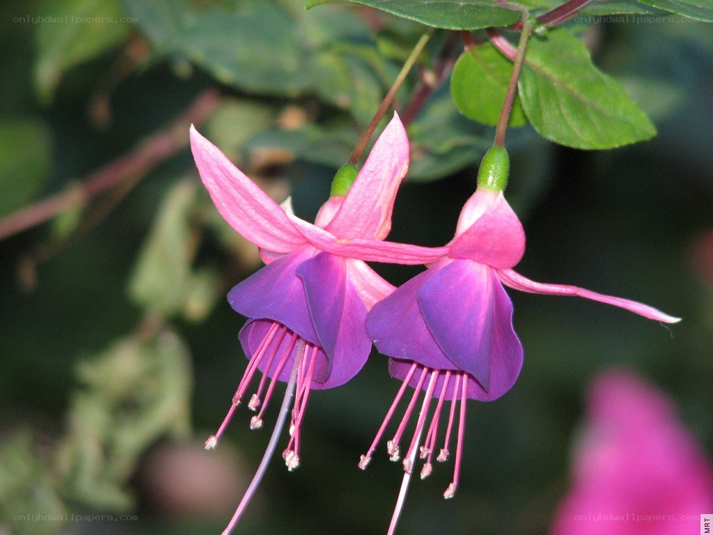 Pink fuchsia flowers