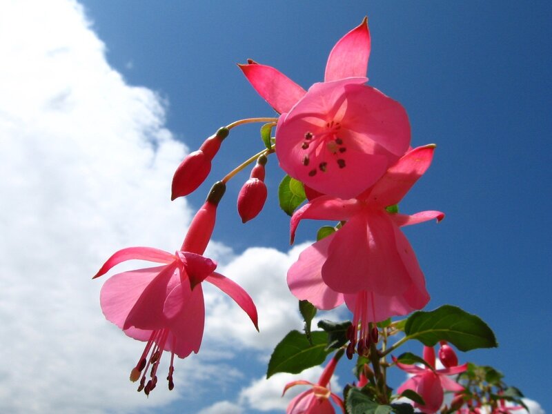 Pink fuchsia flowers against blue sky