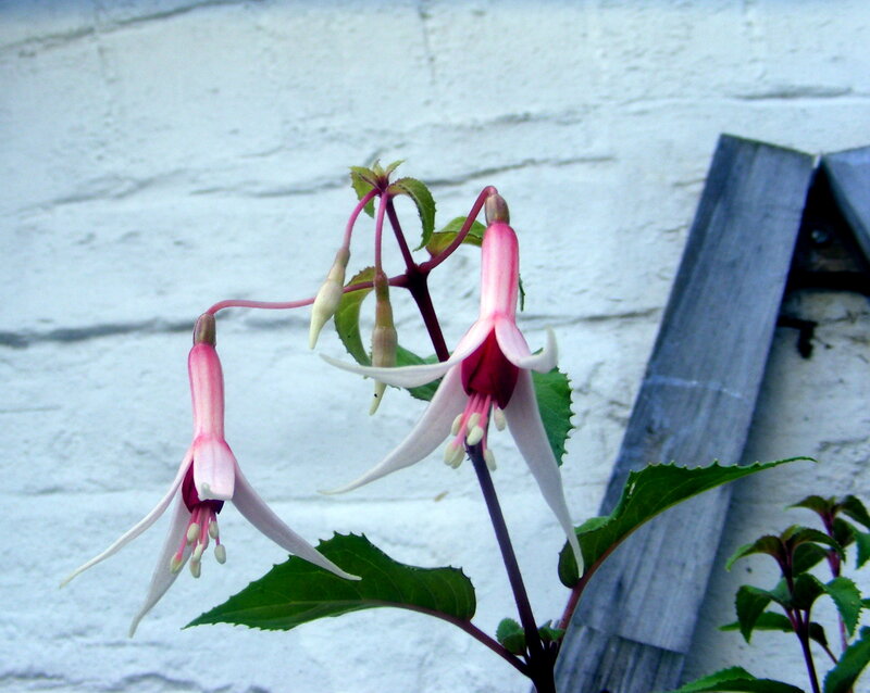 Pink fuchsia flowers against white wall