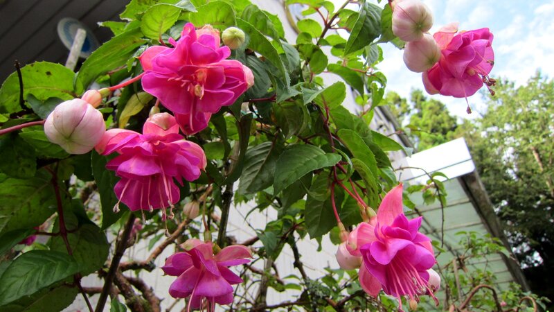 Pink Fuchsia Flowers — Calm, Afternoon, Photograph