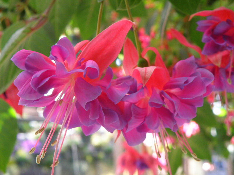 Pink Fuchsia Flowers — Calm, Afternoon