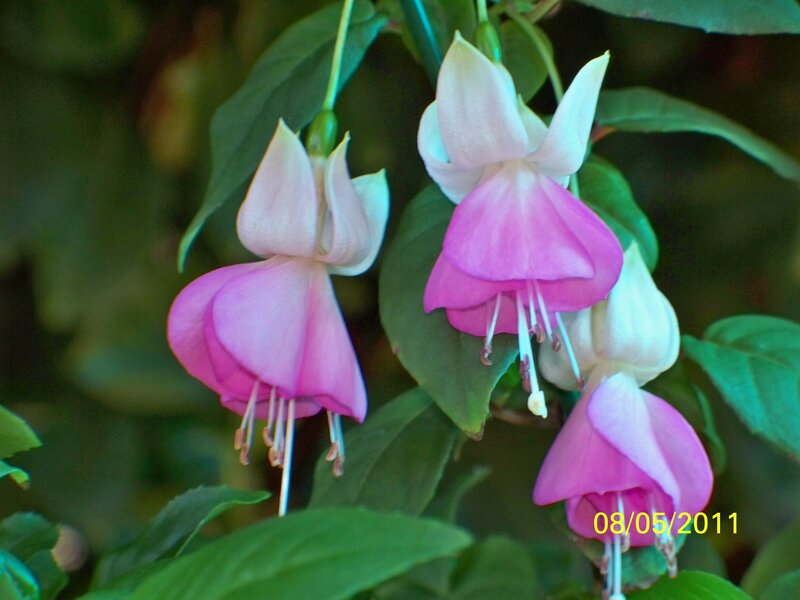 Pink Fuchsia Flowers — Calm, Photograph
