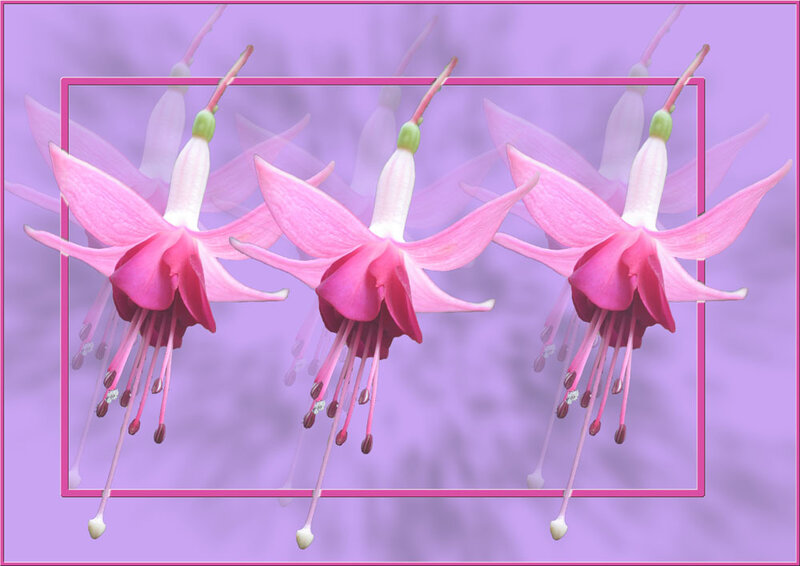 Pink Fuchsia Flowers — Calm