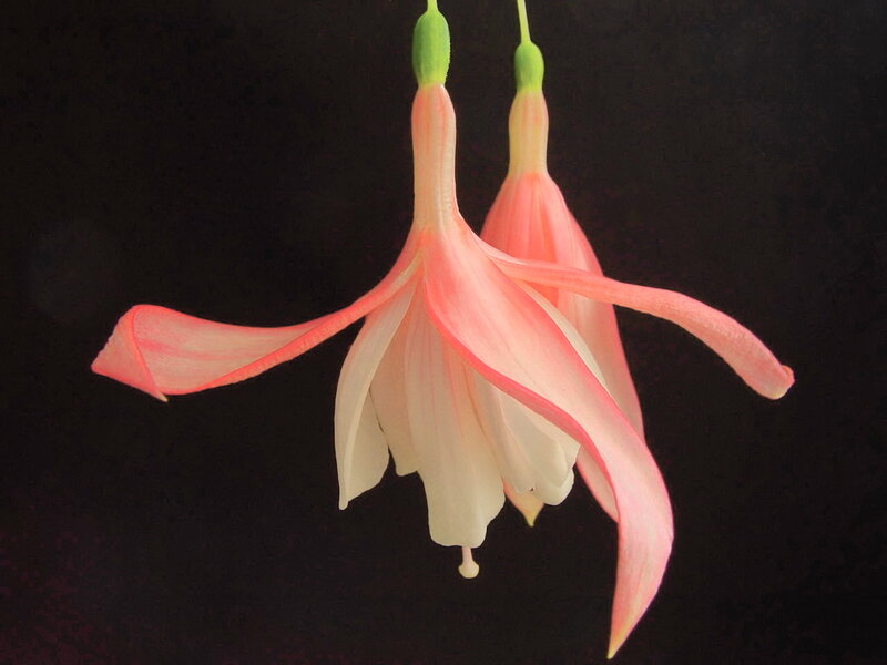 Pink Fuchsia Flowers — Dramatic, Photograph