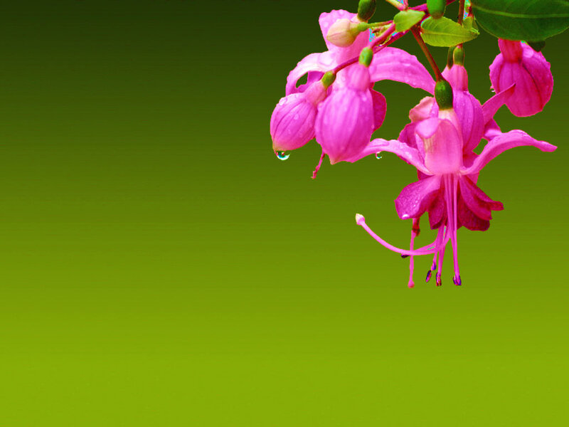 Pink Fuchsia Flowers — Green